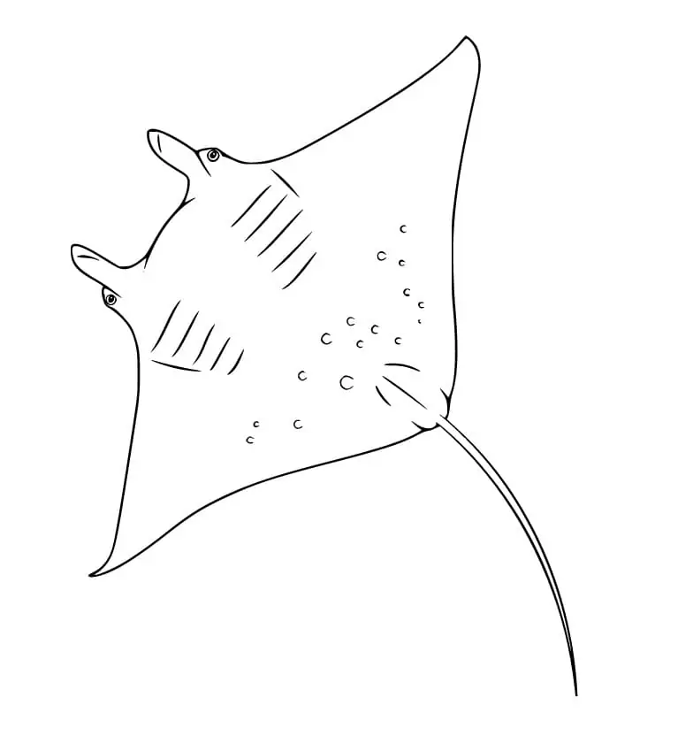 Manta ray malvorlagen