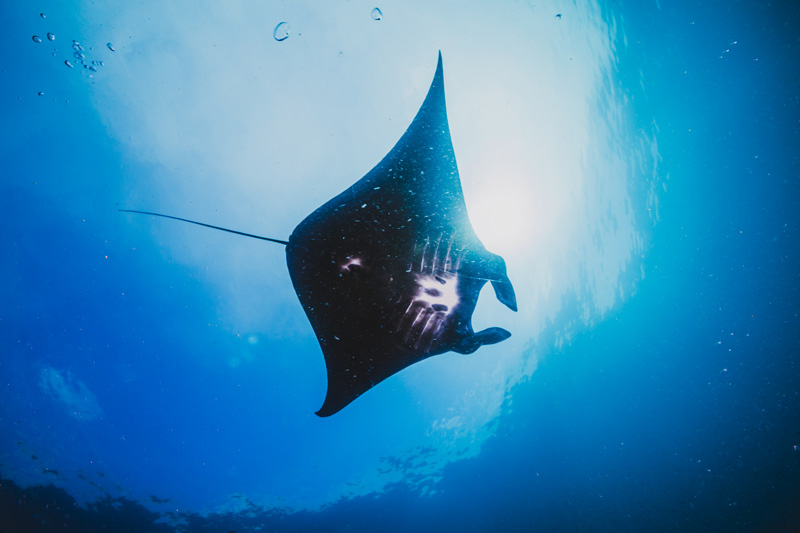 Manta ray facts that answer everything you wonder about them