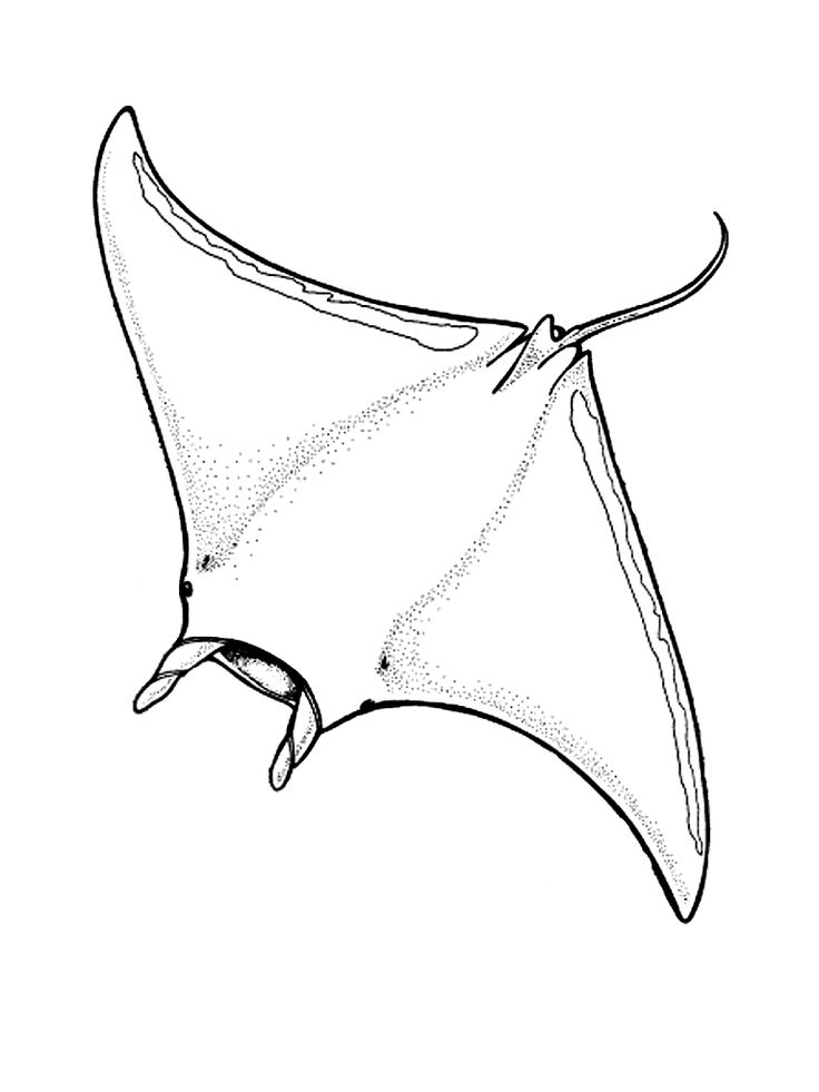 Manta ray coloring