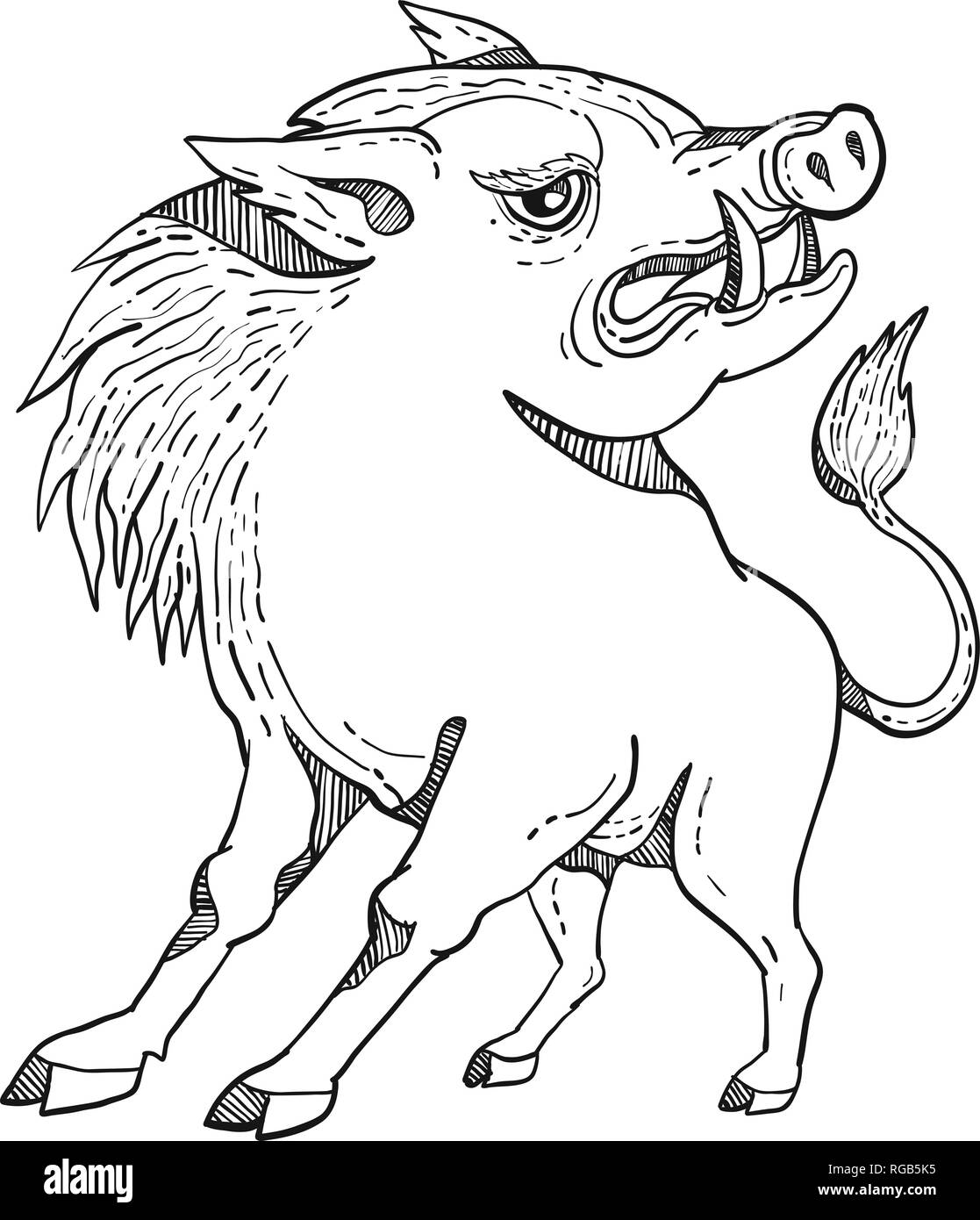 Doodle art illustration of a razorback wild pig boar or hog looking to side on isolated background done in black and white caricature style stock vector image art