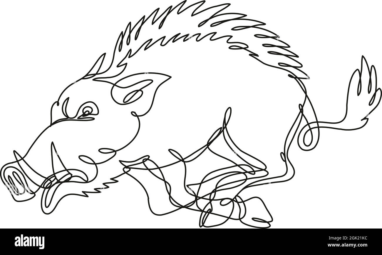 Continuous line drawing illustration of a razorback wild boar running attacking side view done in mono line or doodle style in black and white on iso stock vector image art