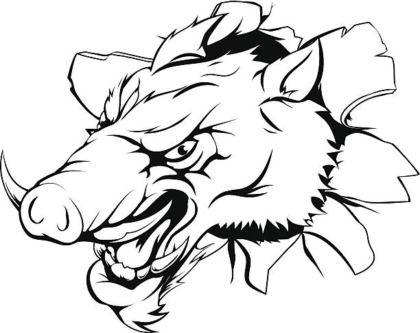 Razorback hogs drawing stock illustrations royalty