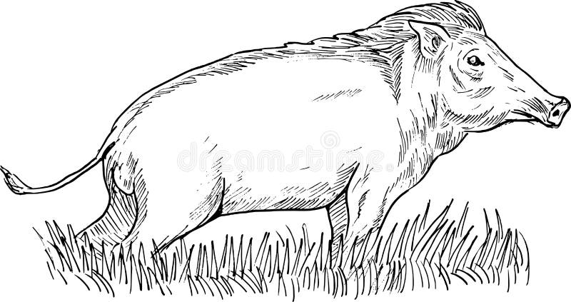 Wild boar or pig hog razorback stock vector