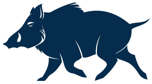 Razorback hogs drawing stock illustrations royalty