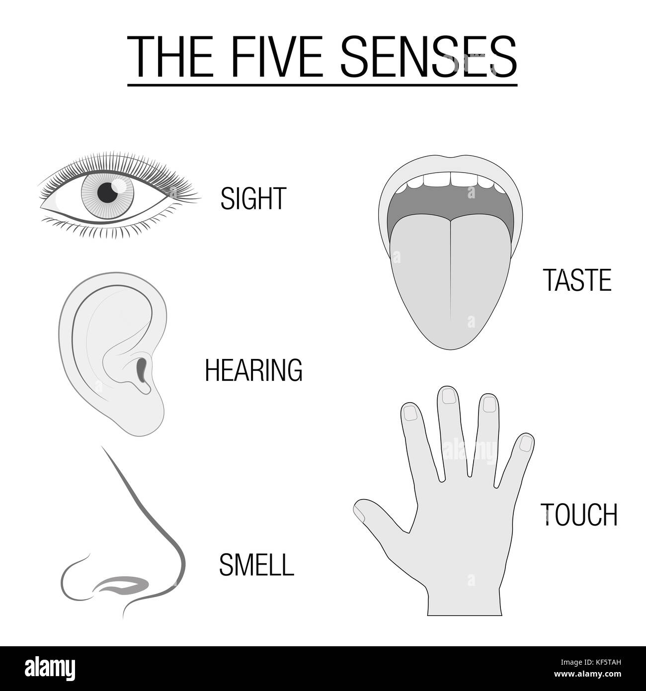 Five senses hi