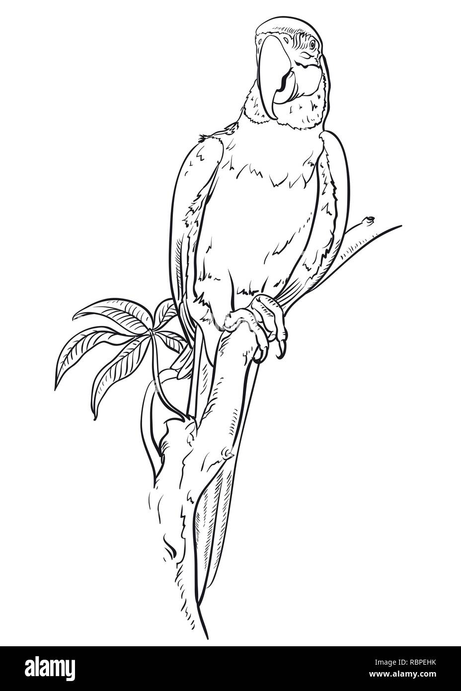 Collpa de loros se asienta en la rama pãginas para colorear bird imagen vector de stock