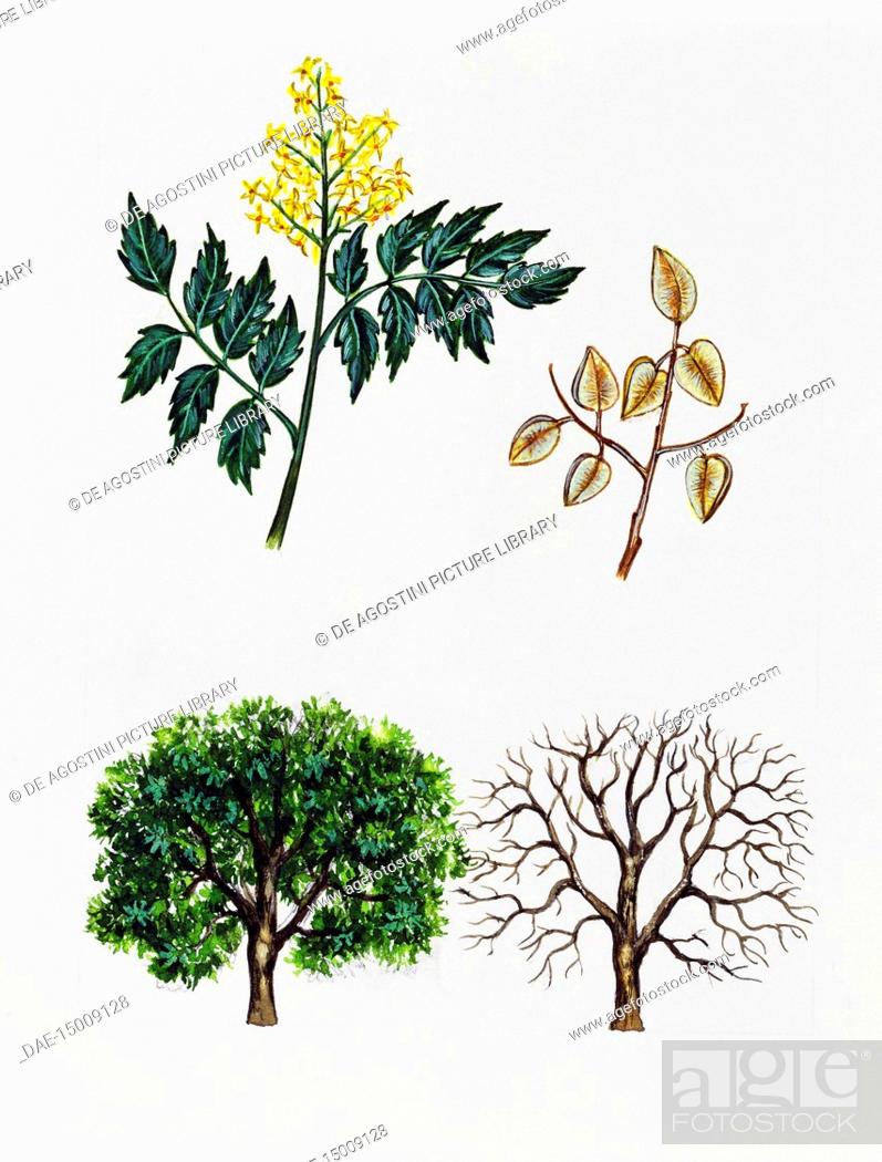 Goldenrain tree pride of india or china tree koelreuteria peniculata sapindaceae foto de stock imagen derechos protegidos pic dae