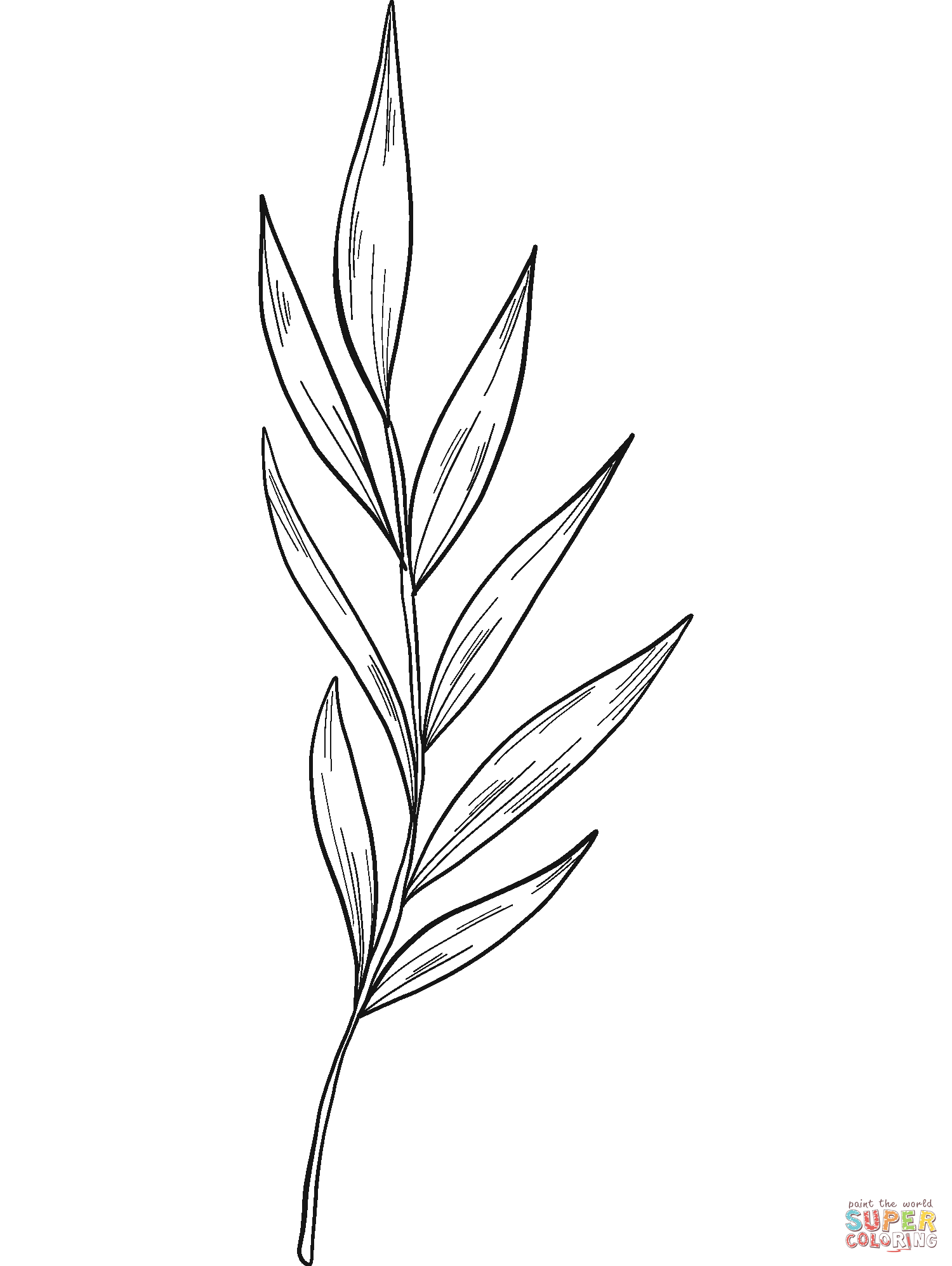 Dibujo de rama de eucalipto para colorear dibujos para colorear imprimir gratis
