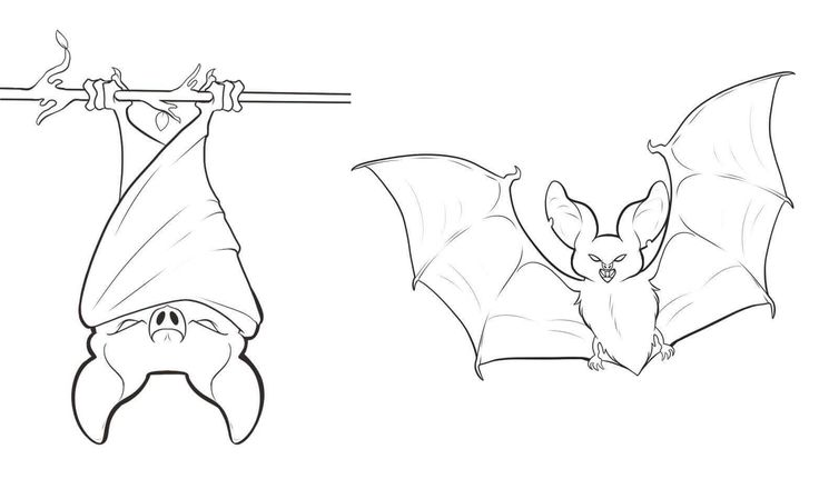 Bat hanging upside down coloring page bat coloring pages animal coloring pages coloring pages