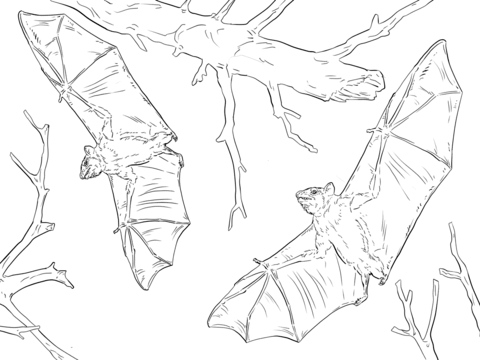 Mon fruit bats coloring page free printable coloring pages