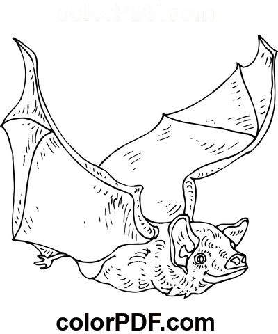 Realistic bat â loring pages and books in pdf bat loring pages precious moments loring pages loring pages