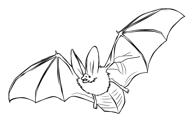 Bat