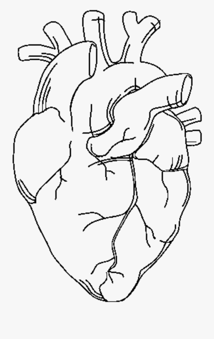 Anatomical heart coloring page free