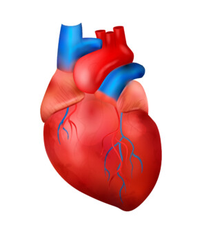 Heart anatomy coloring page