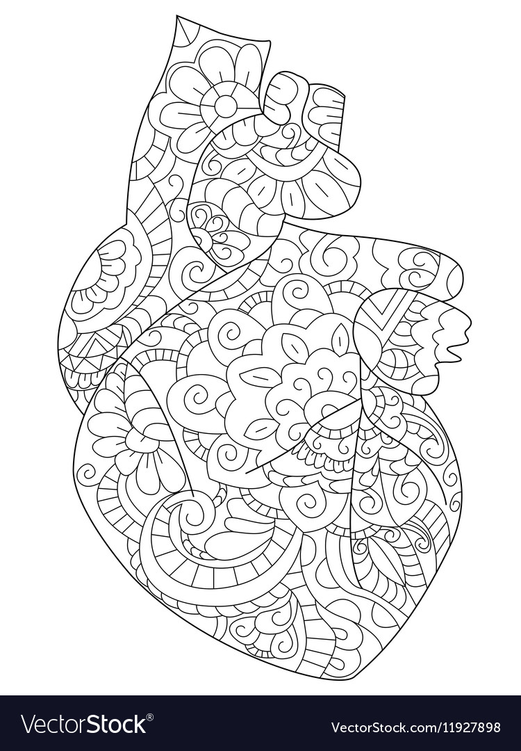 Anatomical heart coloring book for adults vector image