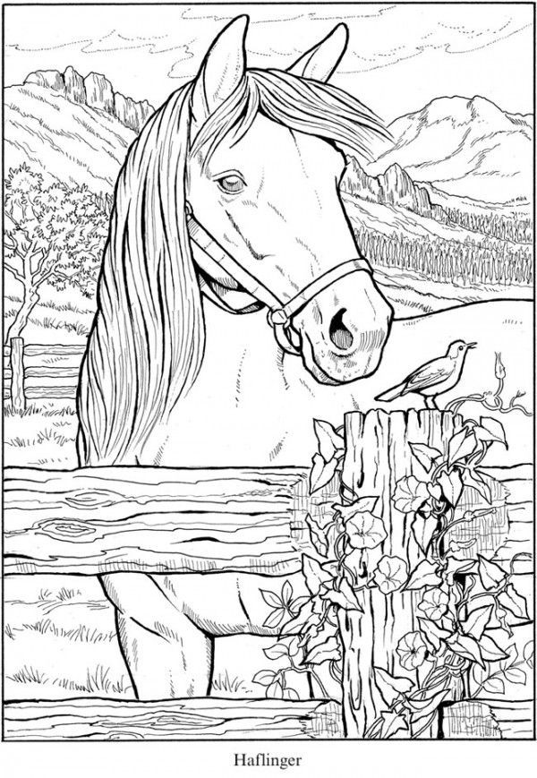 Free horse coloring pages horse coloring pages horse coloring books horse coloring