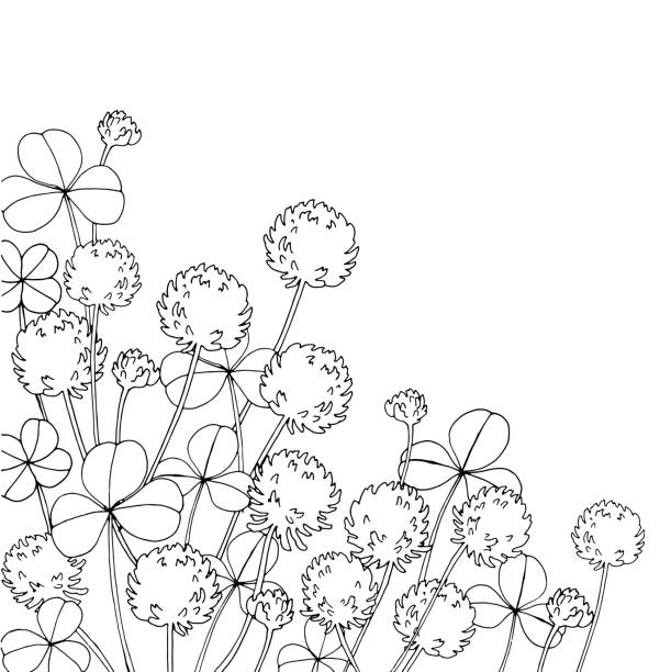 Clover flowers stock illustrations royalty