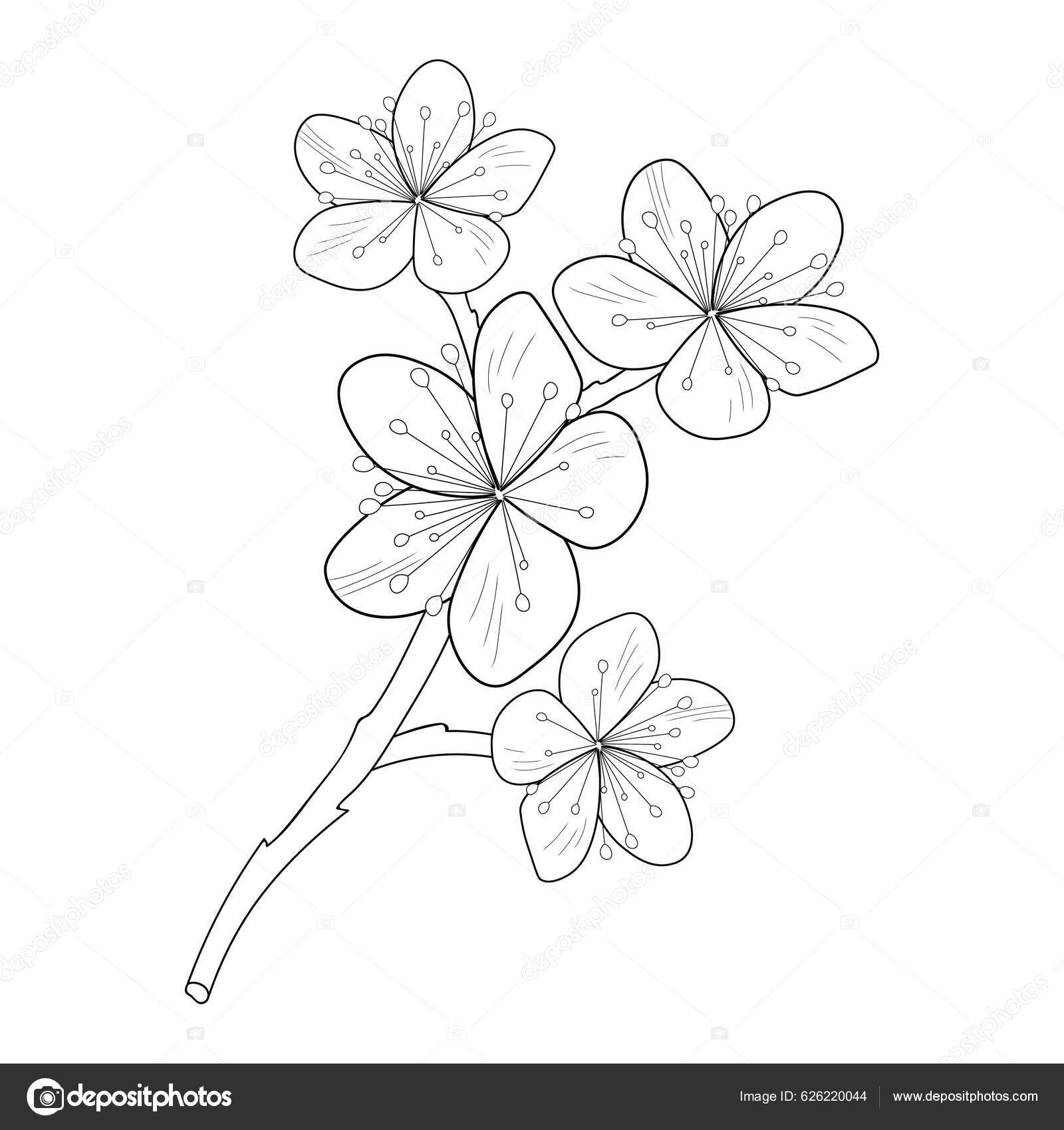 Cherry blossom flowers branch vector illustration hand drawing vector illustration stock vector by saminaakter