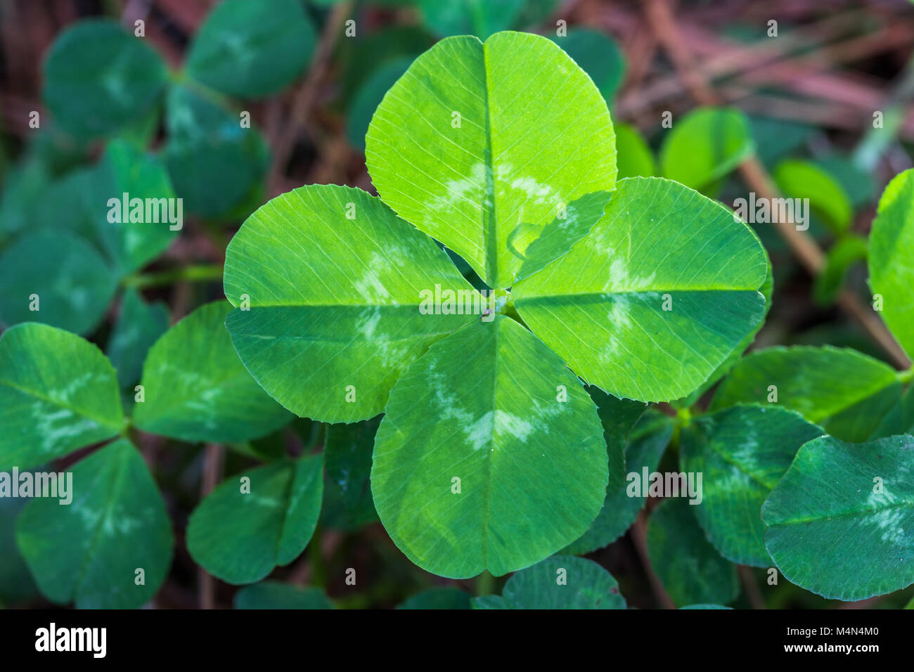 Leaf clover hi