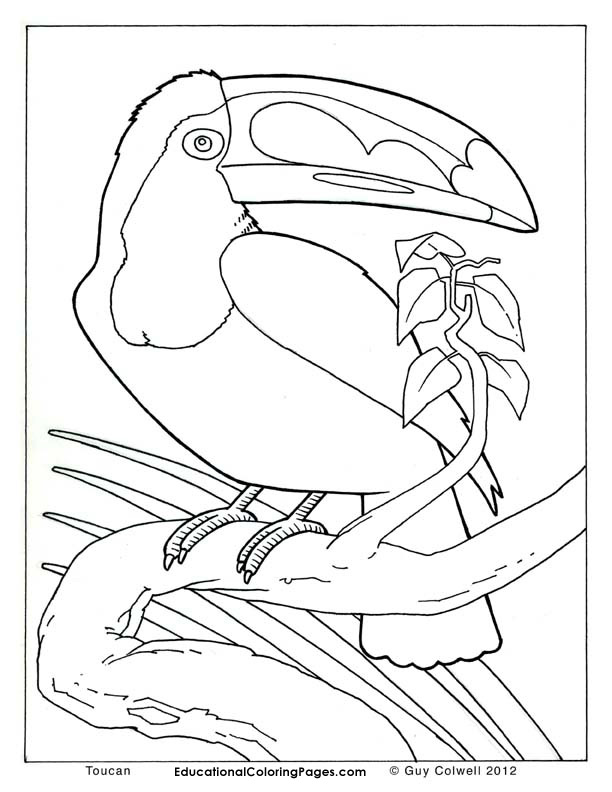 Birds book two coloring pages animal coloring pages