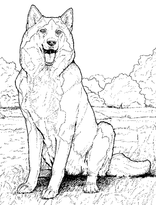 Husky coloring pages free printable coloring pages for kids