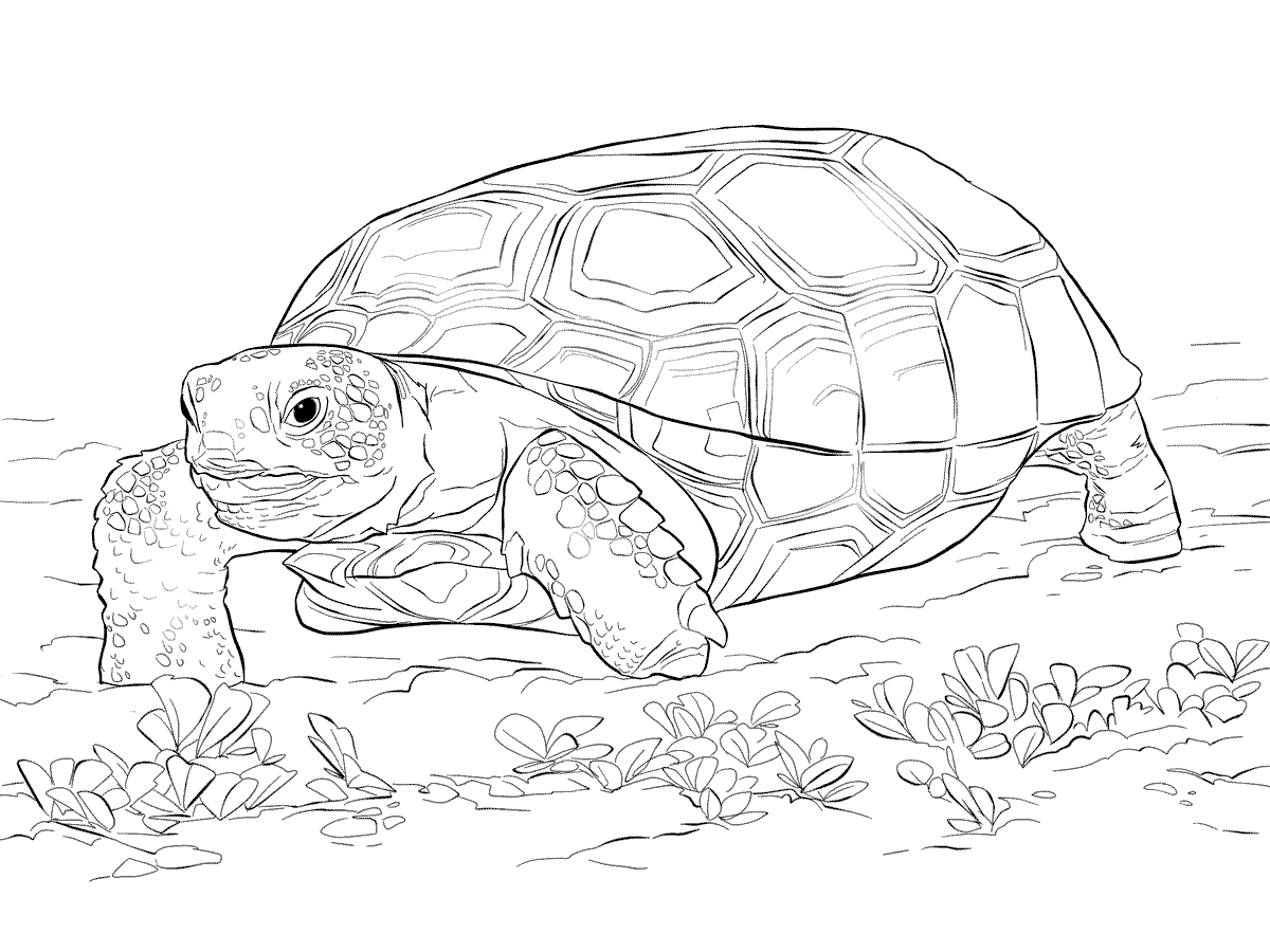 Zoo animals coloring pages