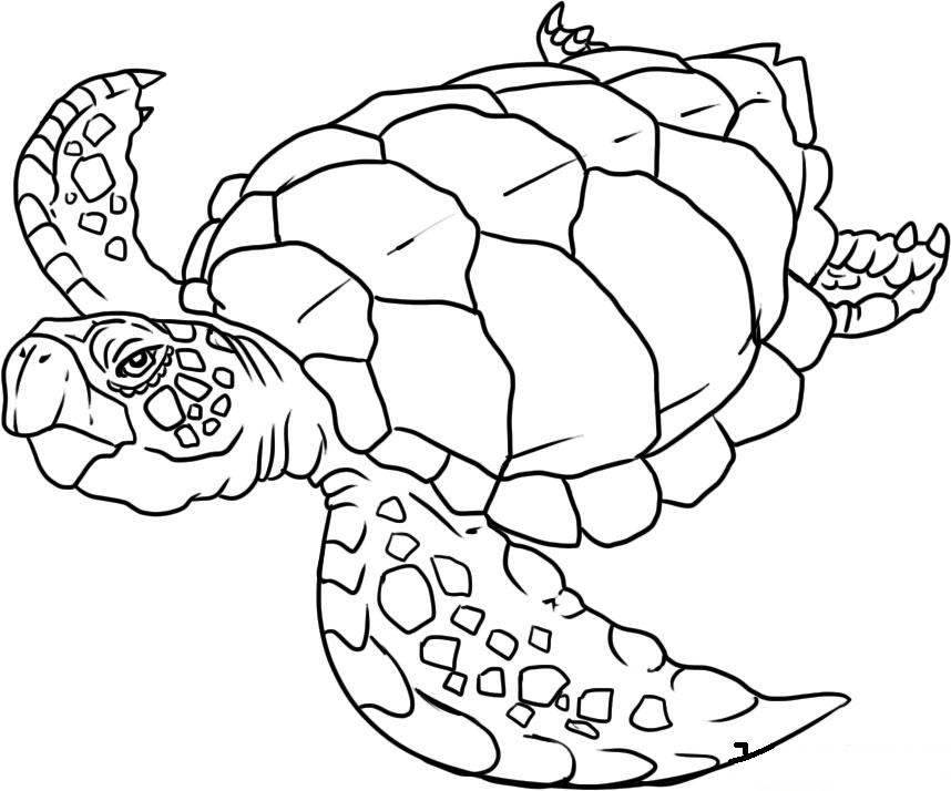 Reptile coloring pages