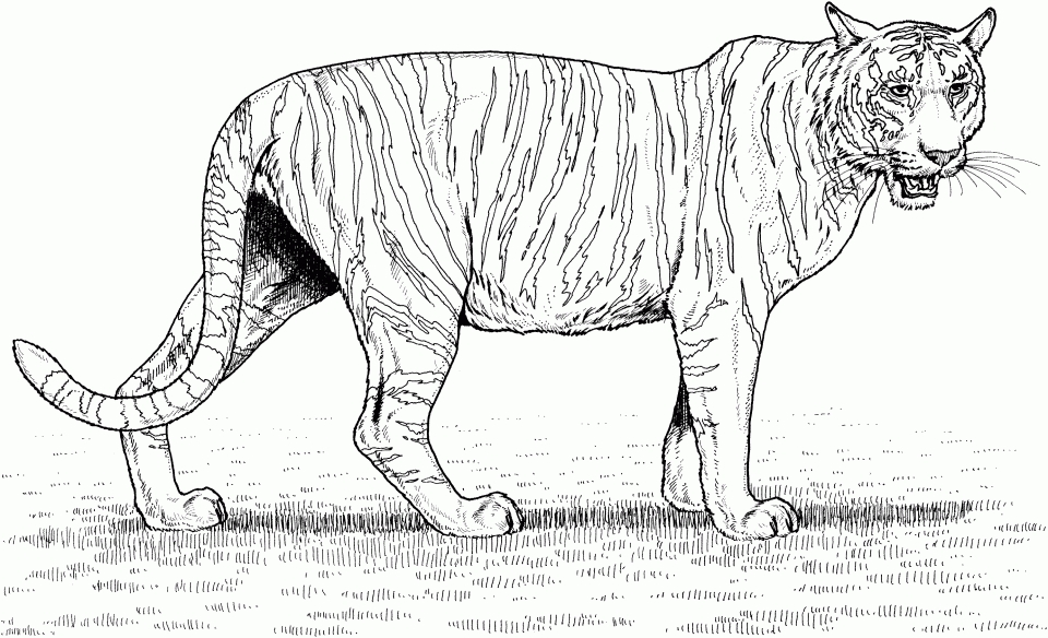 Get this tiger coloring pages realistic animal printables for adults