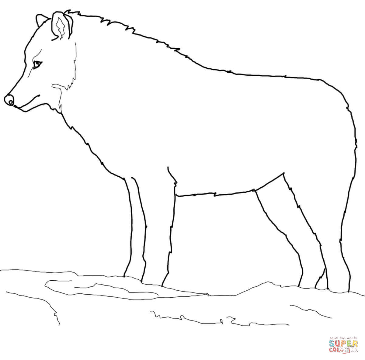 Arctic wolf coloring page free printable coloring pages