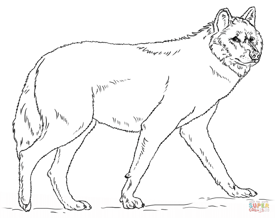 Realistic grey wolf coloring page free printable coloring pages