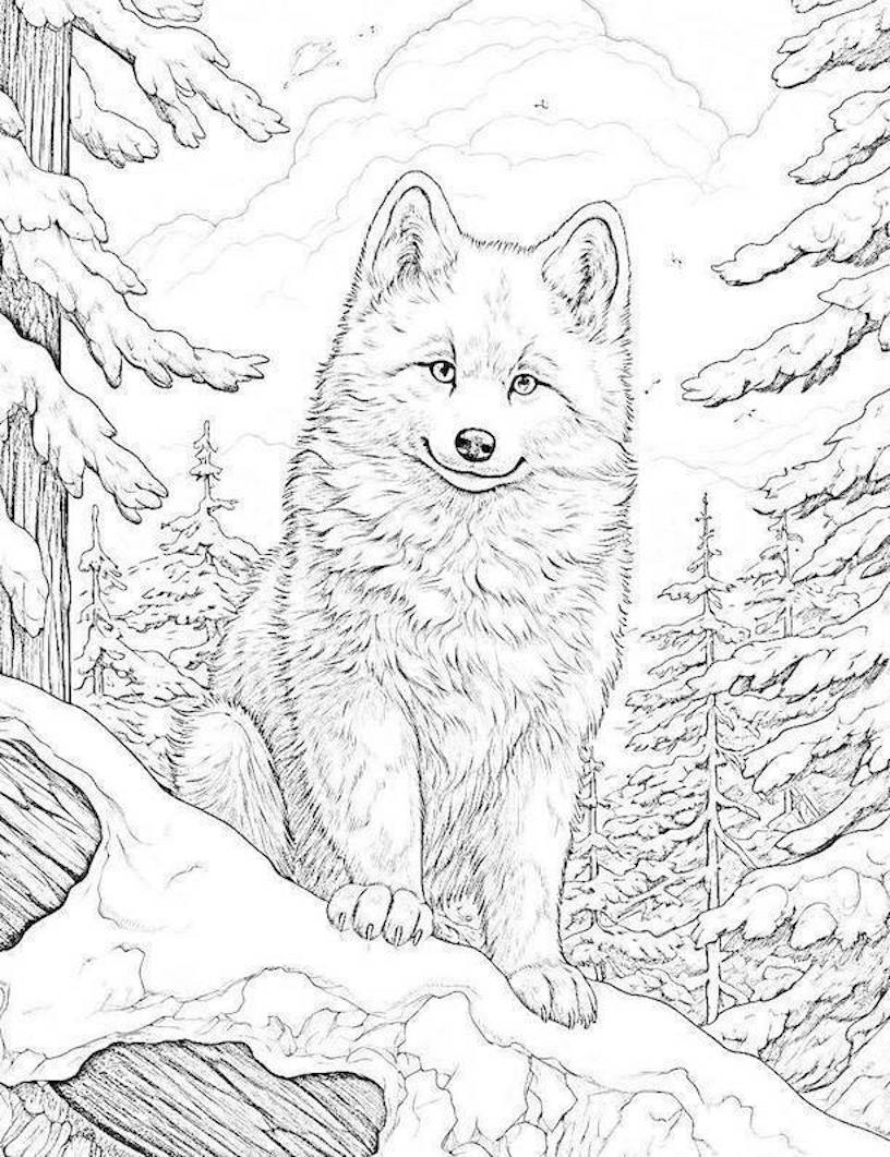 Majestic wolf coloring pages for kids and adults