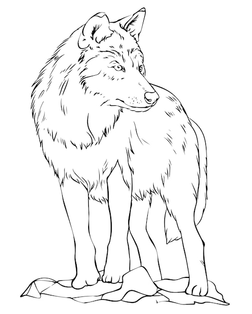 Wolf coloring page vectors illustrations for free download