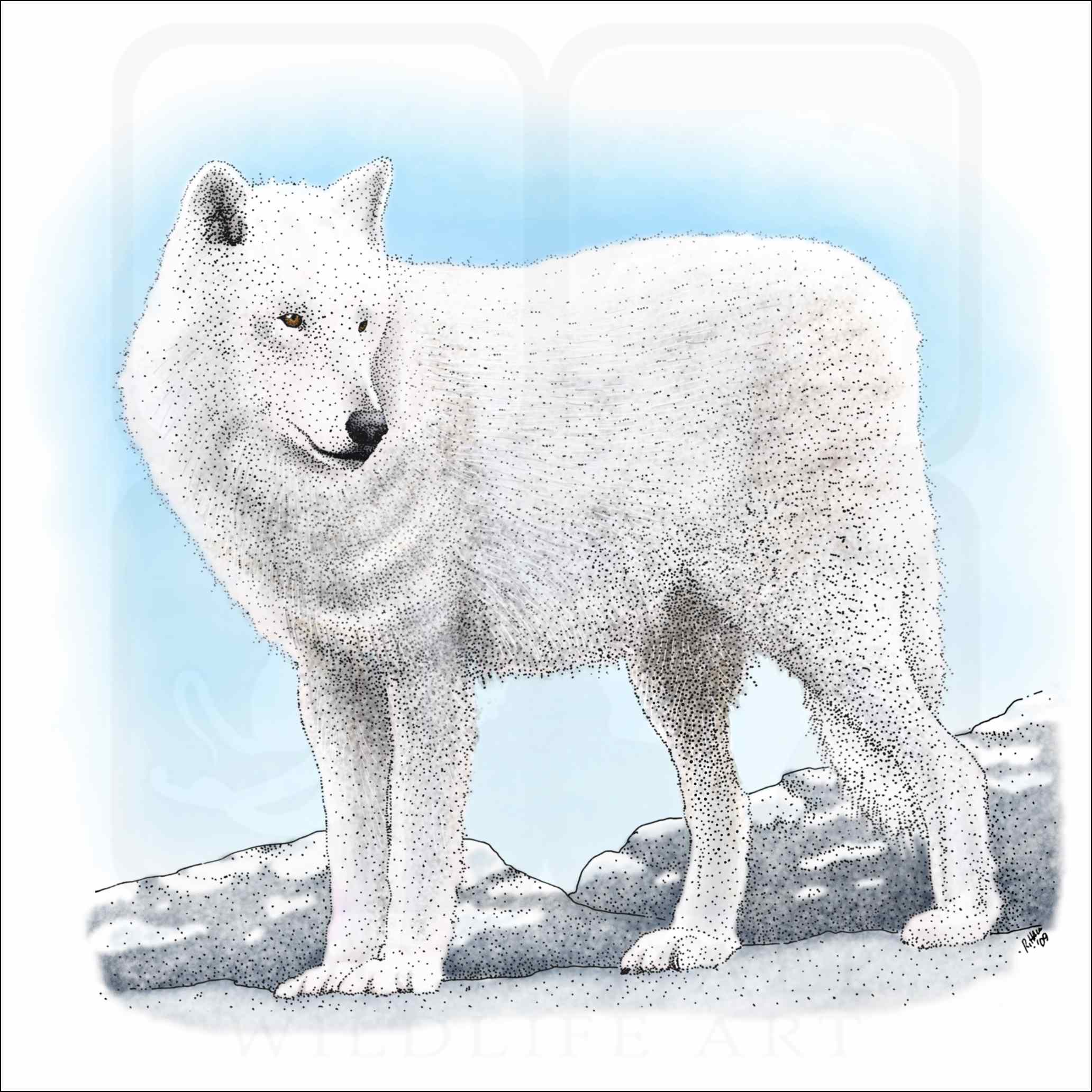 Arctic wolf