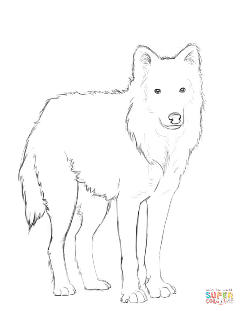 Arctic wolf coloring page free printable coloring pages