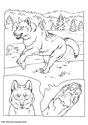 Coloring pages