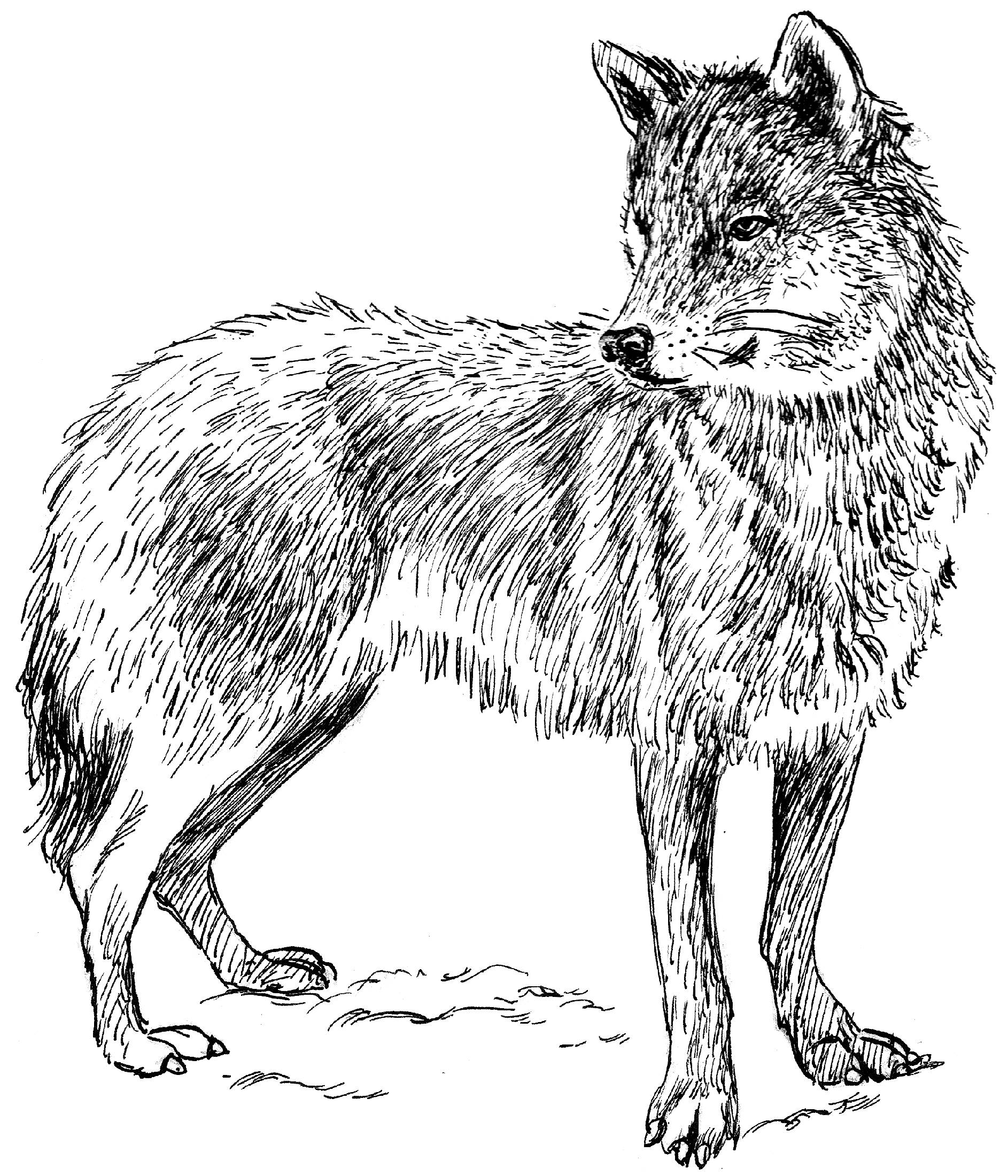 Wolves for coloring
