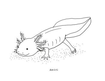 Axolotl coloring page coloring pages axolotl indie drawings