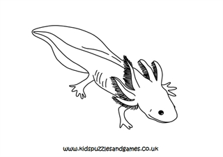 Axolotl louring sheets