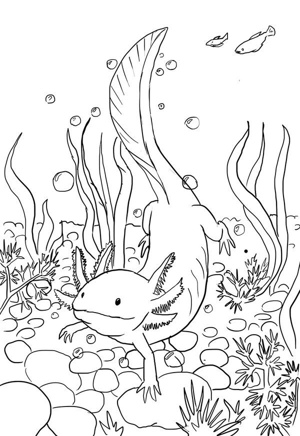 Axolotl coloring page axolotl line drawing b animal coloring pages coloring pages coloring pages for kids