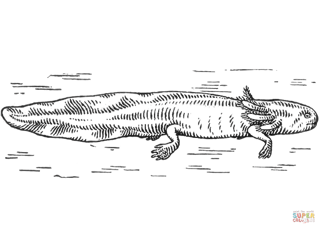 Axolotl coloring page free printable coloring pages