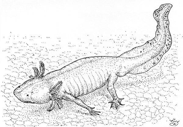 Axolotl by batworker on