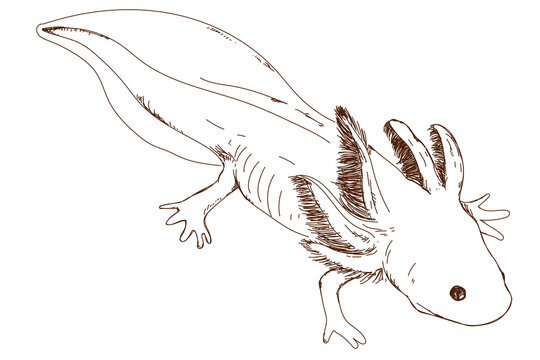 Axolotl vector images â browse photos vectors and video