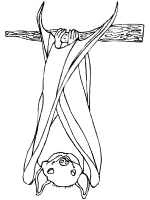 Bat coloring pages and printable activities