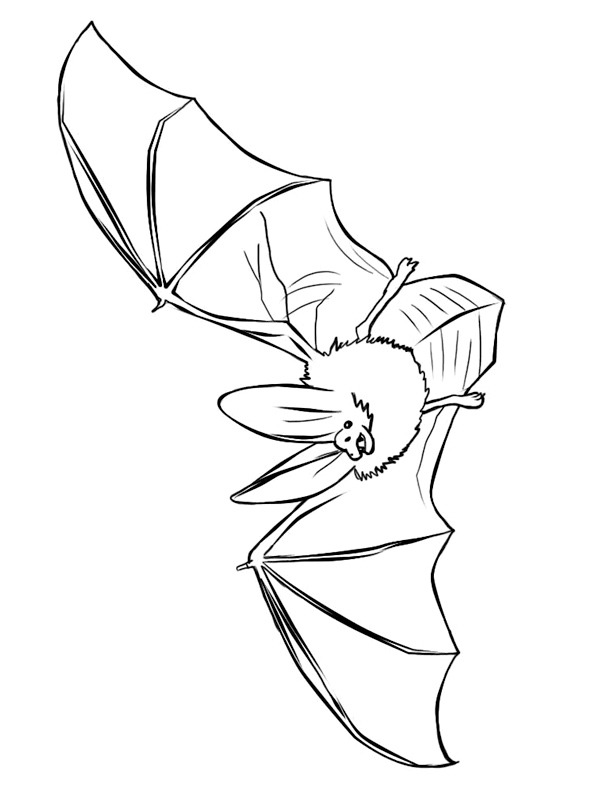 Realistic bat coloring page