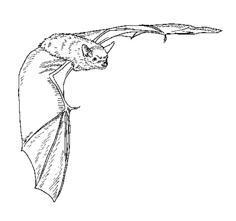 The truth about bats windsor ct