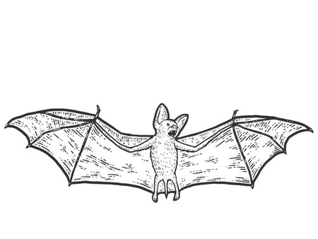 Bat colouring book stock photos and images