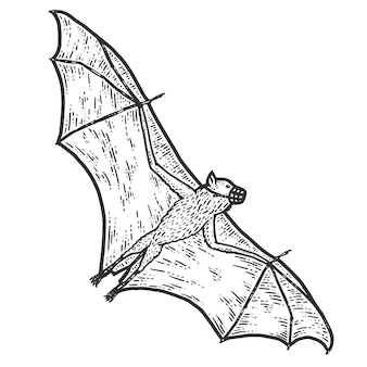 Page bat coloring pages images