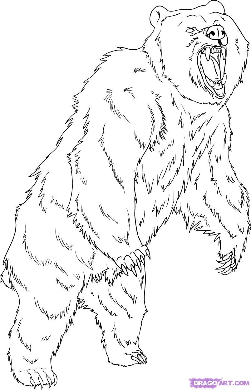 Grizzly bear coloring pages how to draw a grizzly bear step by step forest animals animals bear coloring pages bear sketch coloring pages