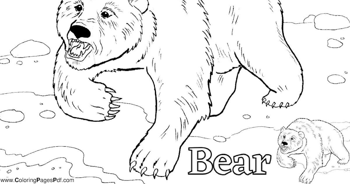 Realistic bear coloring pages rcoloringpagespdf