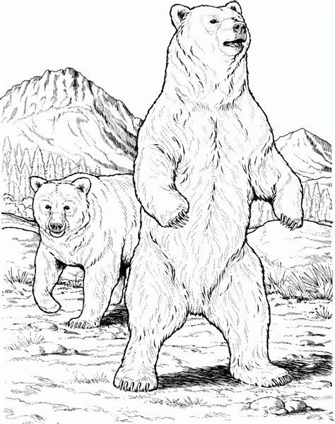 Grizzly bear free drawing patterns to trace bear coloring pages bear art bear drawing